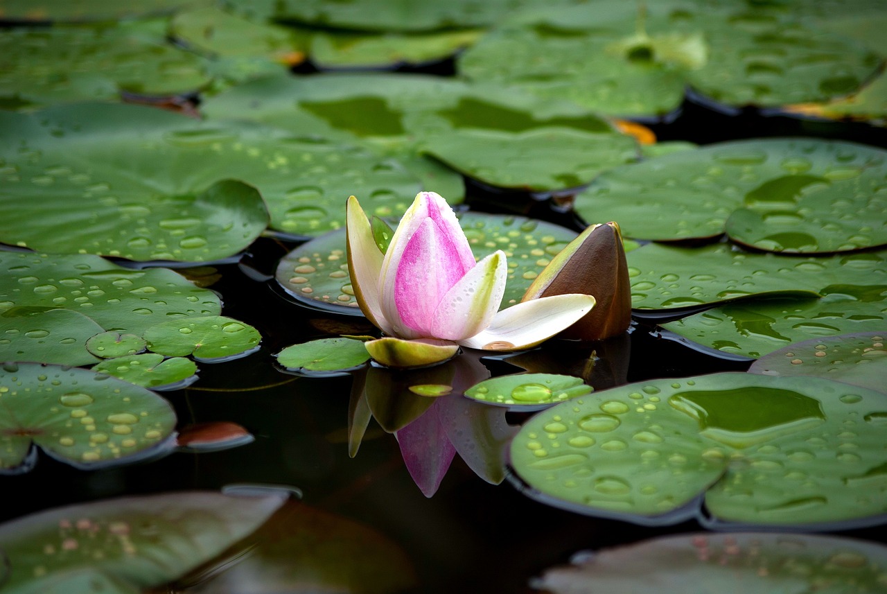 Setup Your Own Rainwater Harvesting System for an Eco-Garden